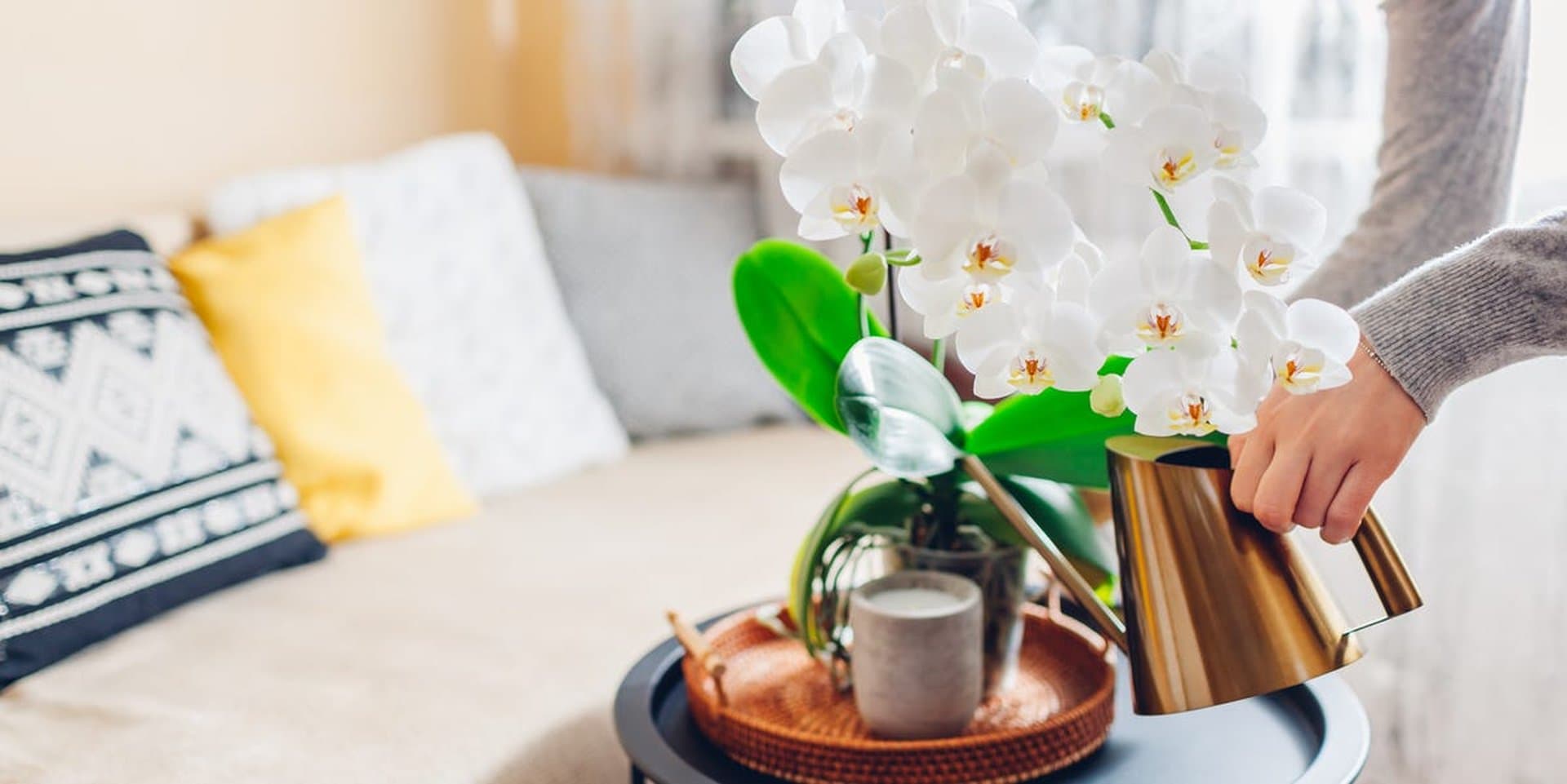 17 Good Luck Plants Experts Can't Stop Recommending