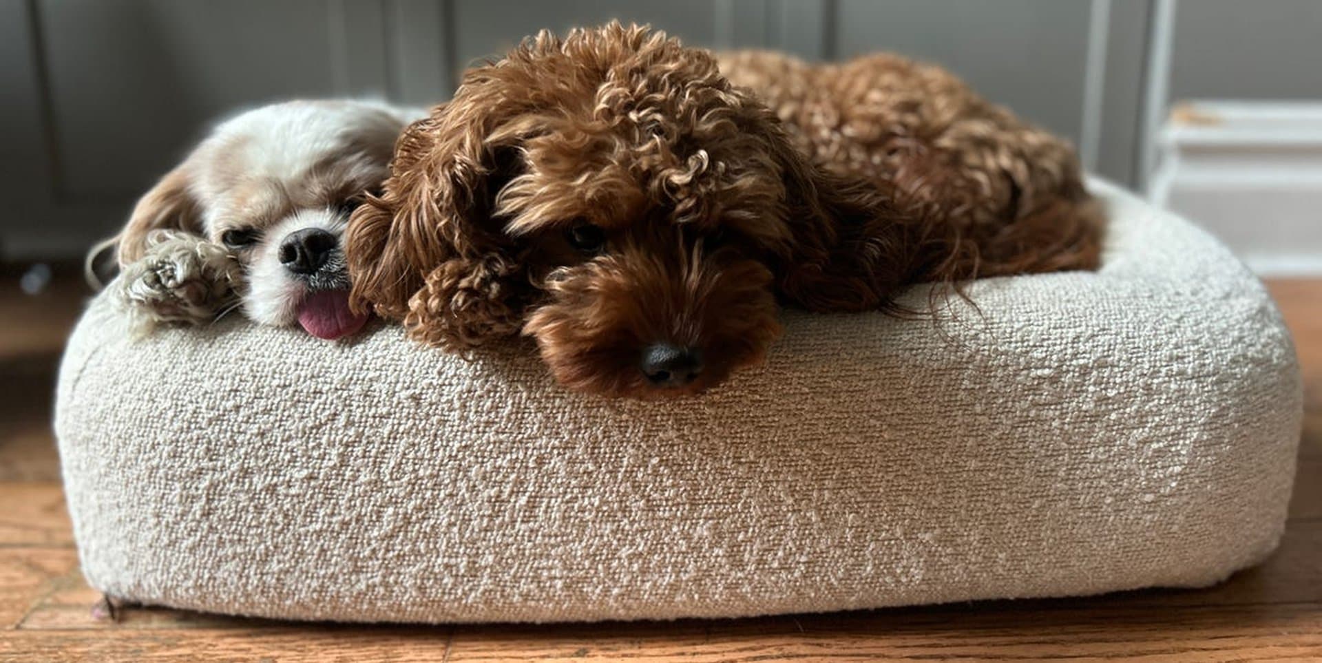 5 Best Orthopedic Dog Beds in 2025, Tested in Homes
