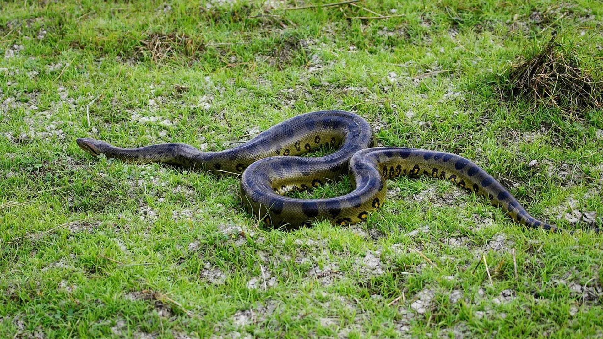 Anacondas have been huge for over 12 million years