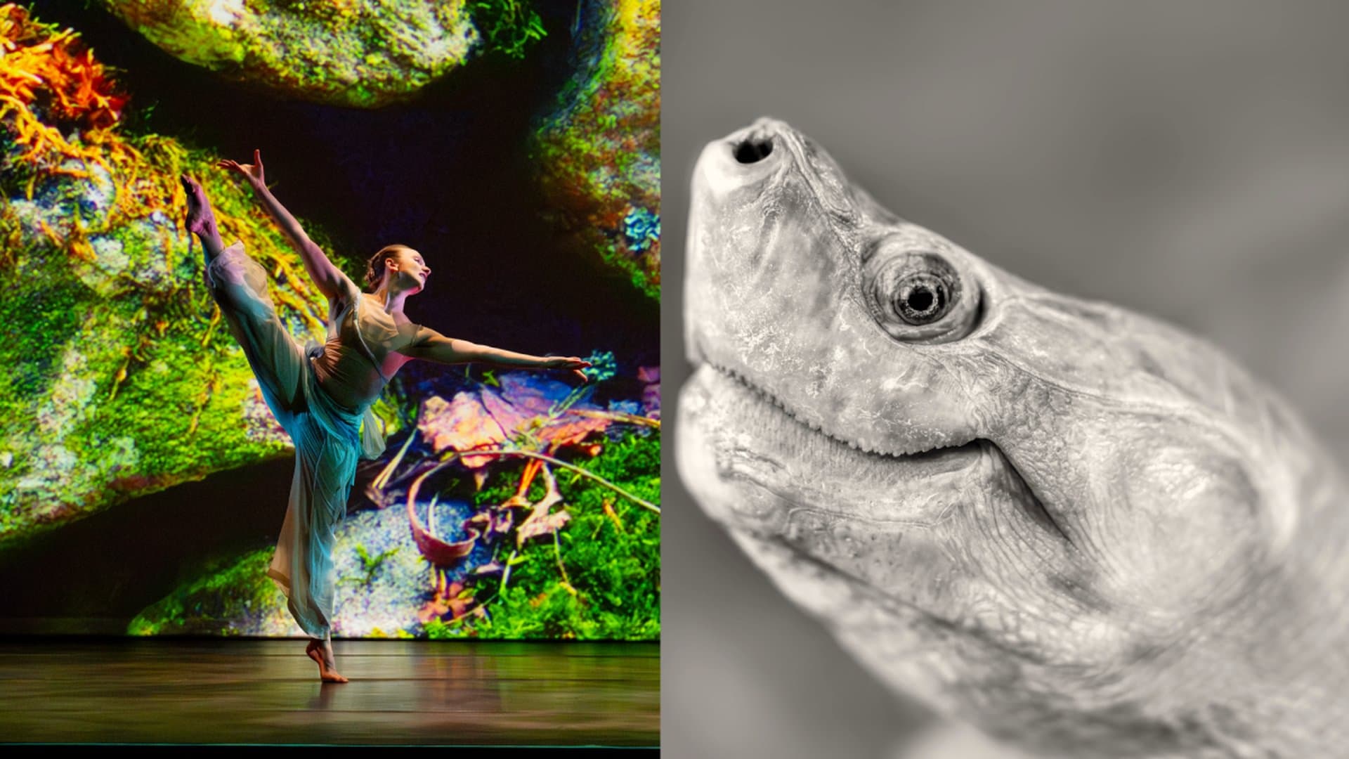 Ruby the turtle needs a new greenhouse. Dance companies are stepping up.