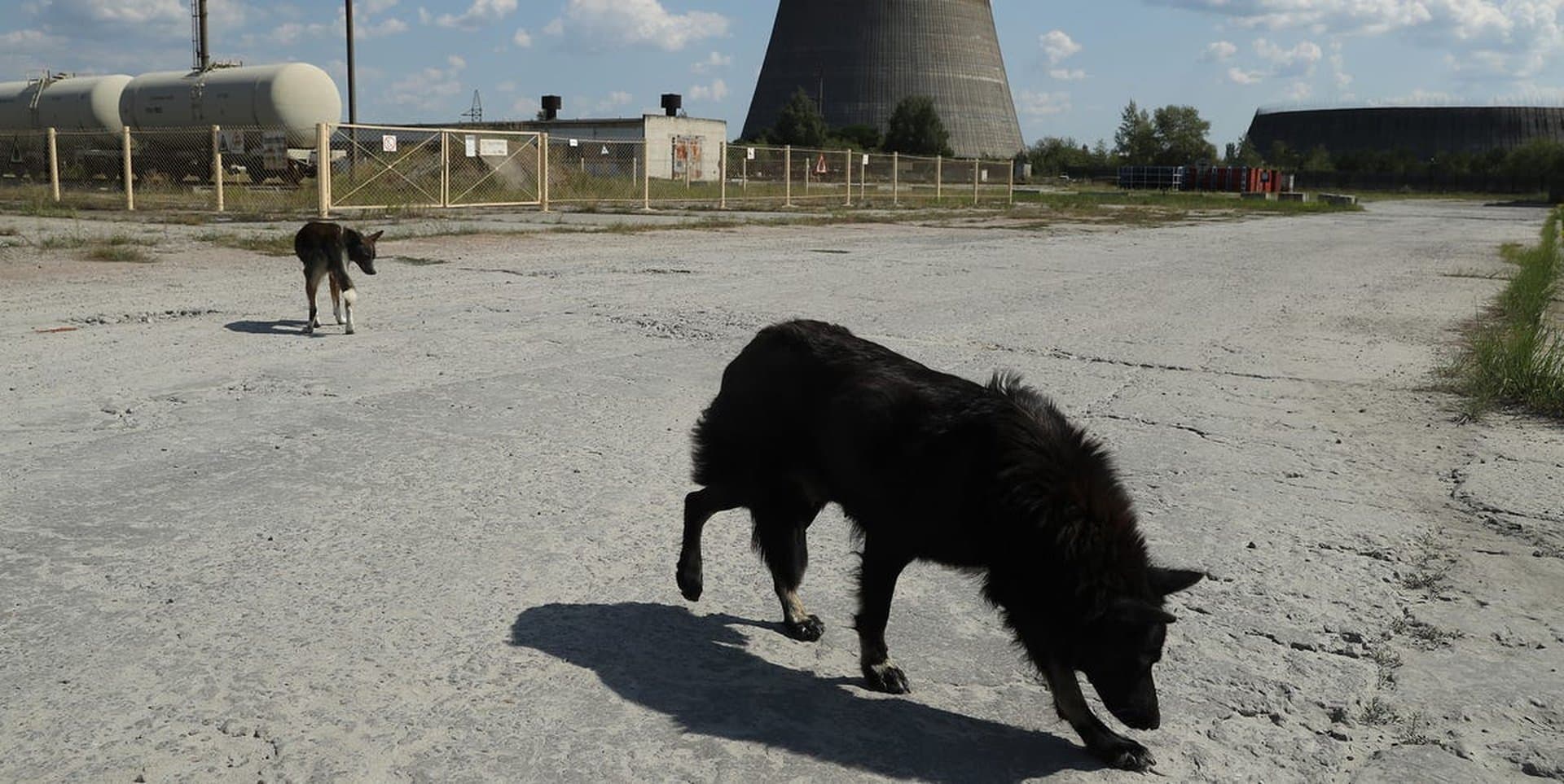 The Dogs of Chernobyl Are Experiencing Rapid Evolution, Study Suggests