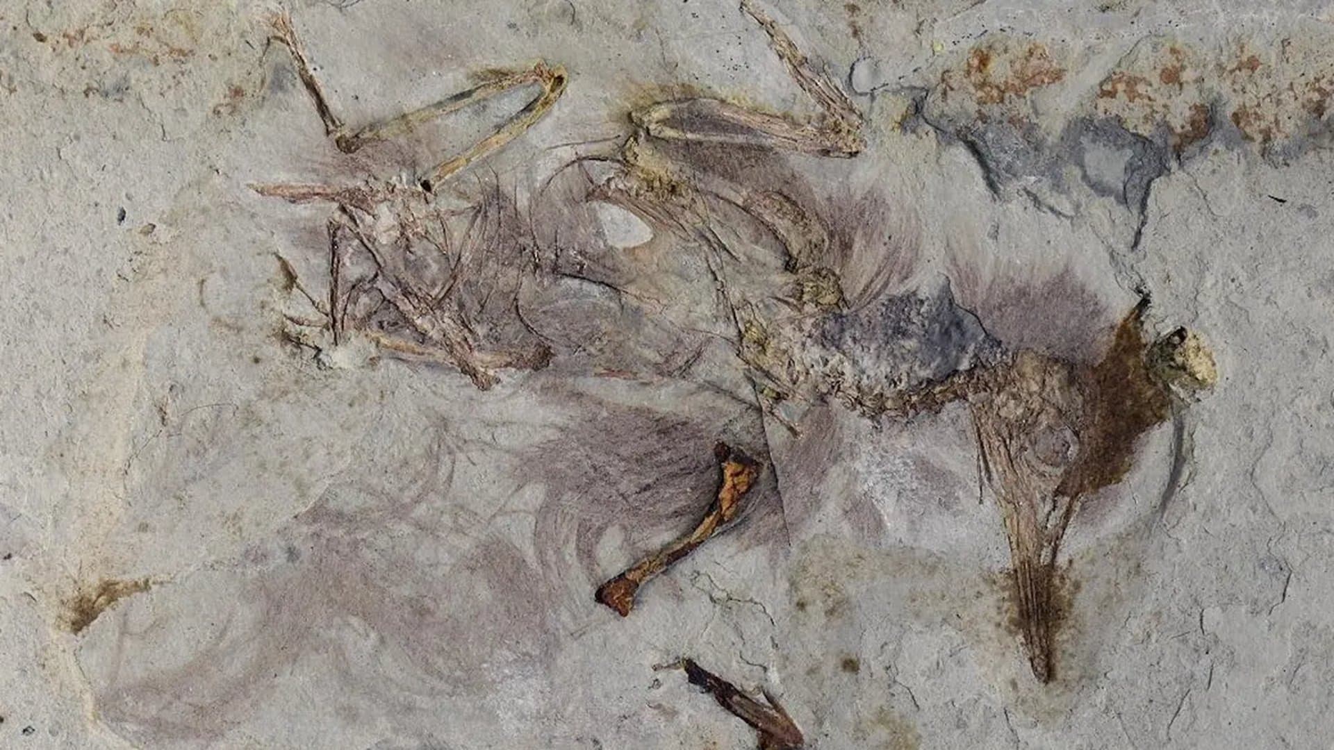 Why did this ancient bird die with tiny rocks in its throat?