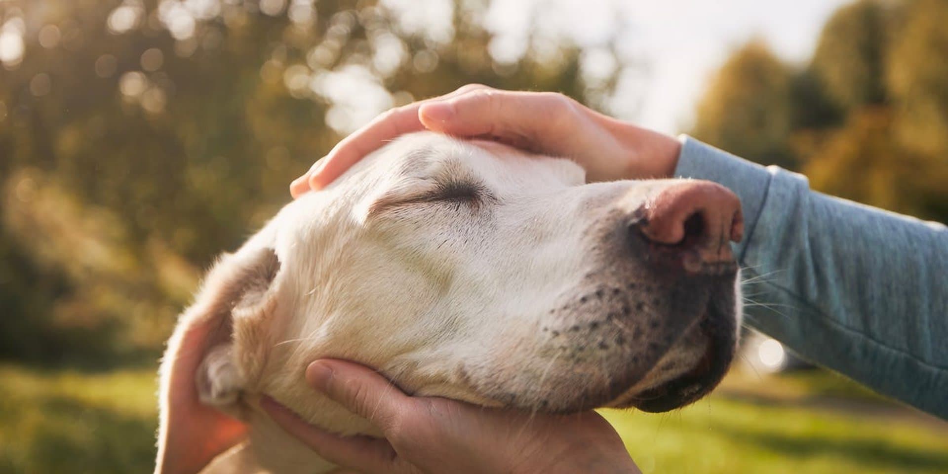 Scientists Found the Formula to Calculate Your Dog’s Actual Age—And It’s Not What You Expect